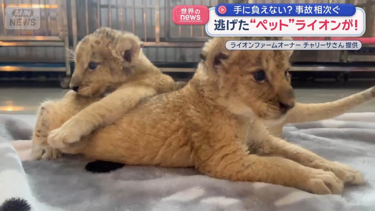 逃げた“ペット”ライオンが…手に負えない？　事故相次ぐ
