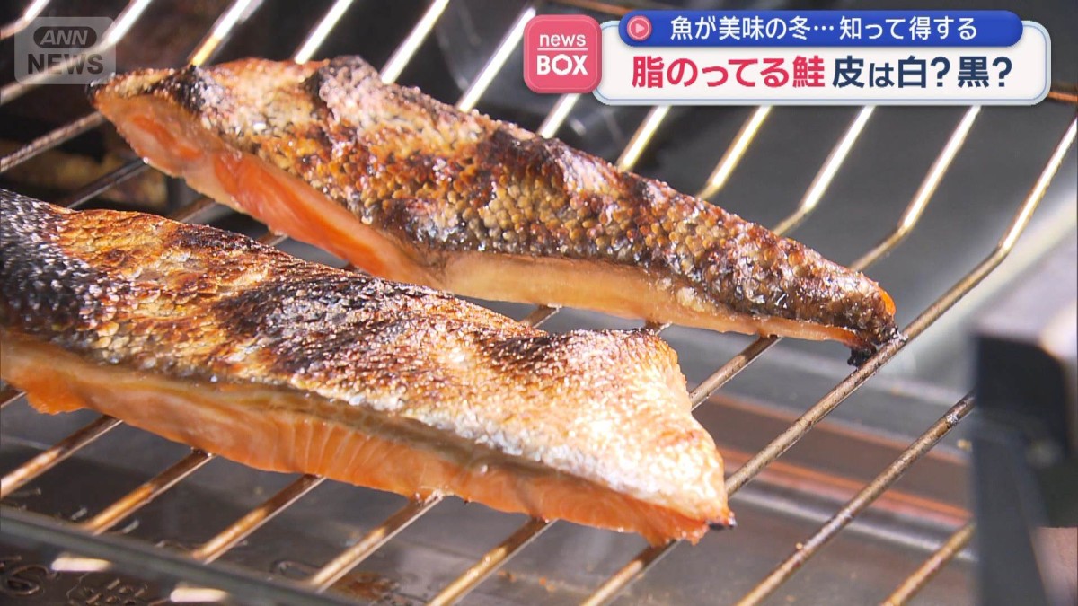 脂がのっている鮭　皮は白？黒？　魚が美味の冬…知って得する