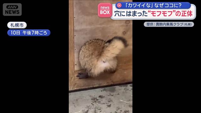 穴にはまった“モフモフ”の正体は…　「カワイイな」なぜココに？