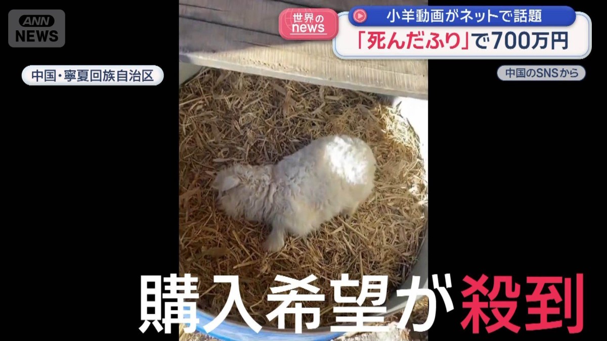 「死んだふり」で700万円　小羊動画がネットで話題　中国