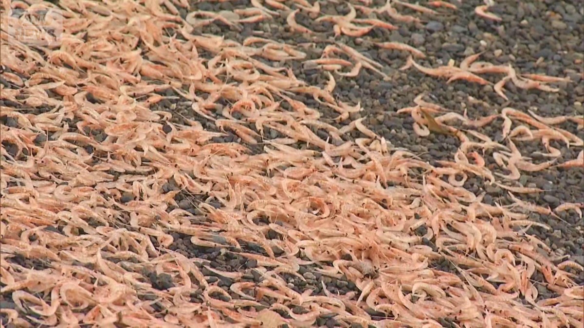 波打ち際にピンクの帯300m　オキアミの一種か　多数打ち上げられる　静岡・沼津市