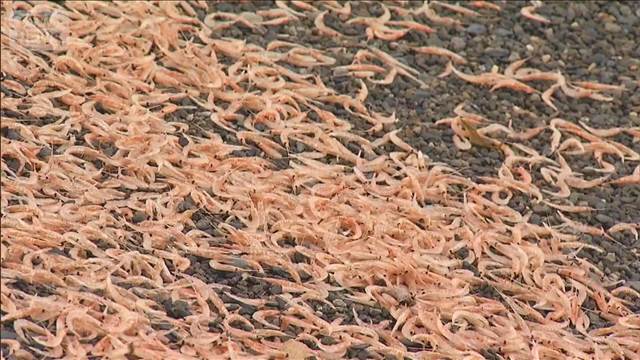 波打ち際にピンクの帯300m　オキアミの一種か　多数打ち上げられる　静岡・沼津市