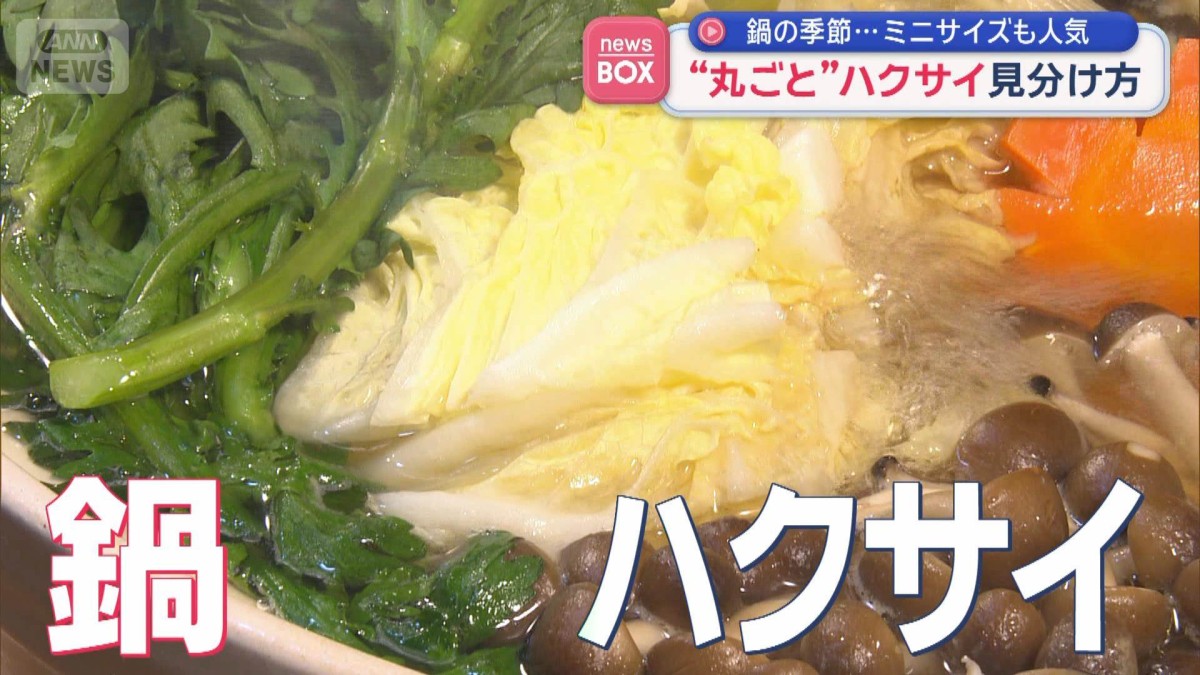 鍋の季節　おいしい“丸ごと”ハクサイの見分け方　緑の部分？白の部分？切り口？