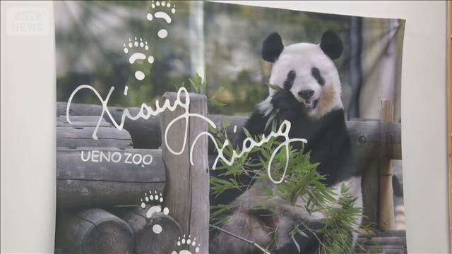 双子パンダが中国・四川省に到着　中国企業が日本向け事業計画