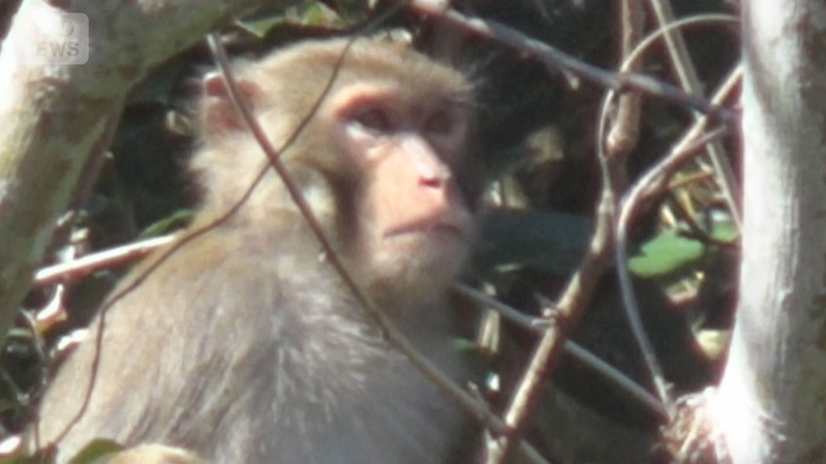 千葉県に生息「アカゲザル」完全排除へ　交雑進みニホンザルに危機