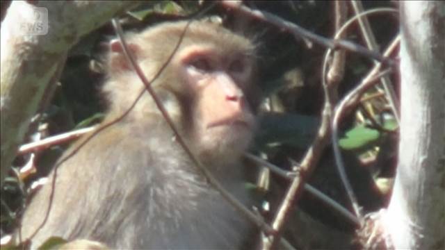 千葉県に生息「アカゲザル」完全排除へ　交雑進みニホンザルに危機