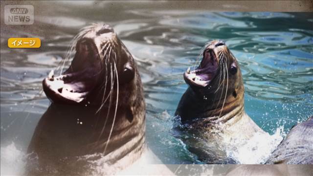 北海道・弁天島に「海のギャング」トドの大群3000頭　漁業被害10億円