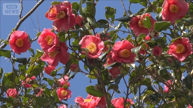 一足早い春の訪れ「椿まつり」 1000種を超える椿が咲く　伊豆大島