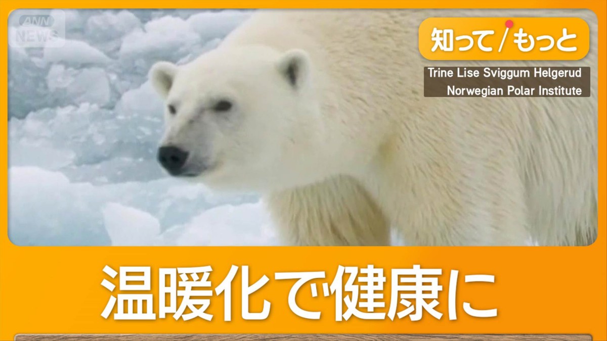 温暖化でもホッキョクグマ太る　食生活に変化　栄養豊富な陸上動物の死骸食べる