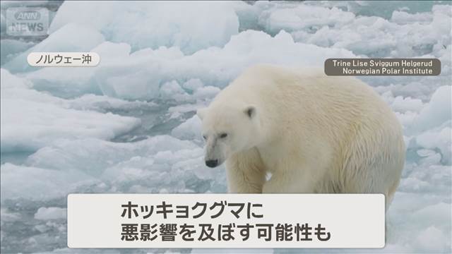 温暖化でもホッキョクグマ太る　食生活に変化　栄養豊富な陸上動物の死骸食べる
