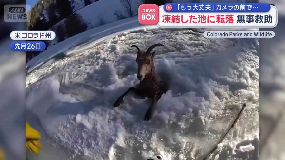 全米大寒波　凍結した池に犬や野生動物が転落　無事救助「もう大丈夫」