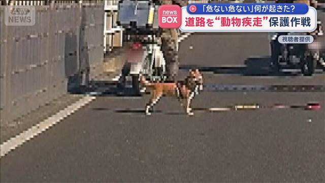 「危ない危ない」何が起きた？　道路を“動物疾走”保護作戦　