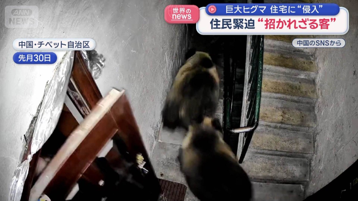 集合住宅に巨大ヒグマが2頭も　住人よろしく階段を闊歩　大胆な方法で追っ払う