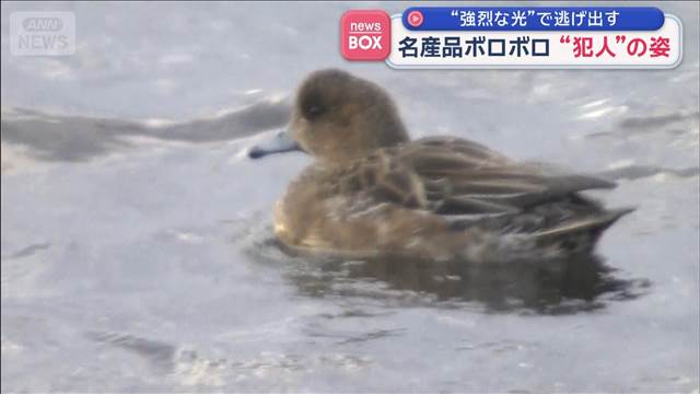 名産品ボロボロ“犯人”の姿　“強烈な光”で逃げ出す