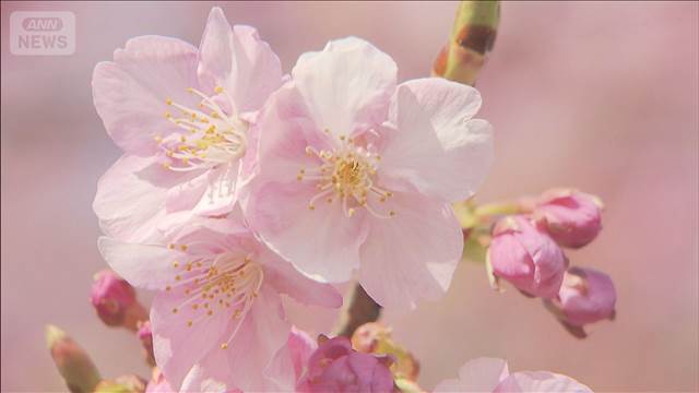 河津桜と富士山の競演　神奈川「松田山ハーブガーデン」で一足早い春の訪れ