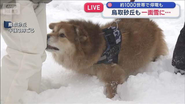 鳥取砂丘が一面の雪景色に…　驚く観光客　倒木で約1000世帯停電も