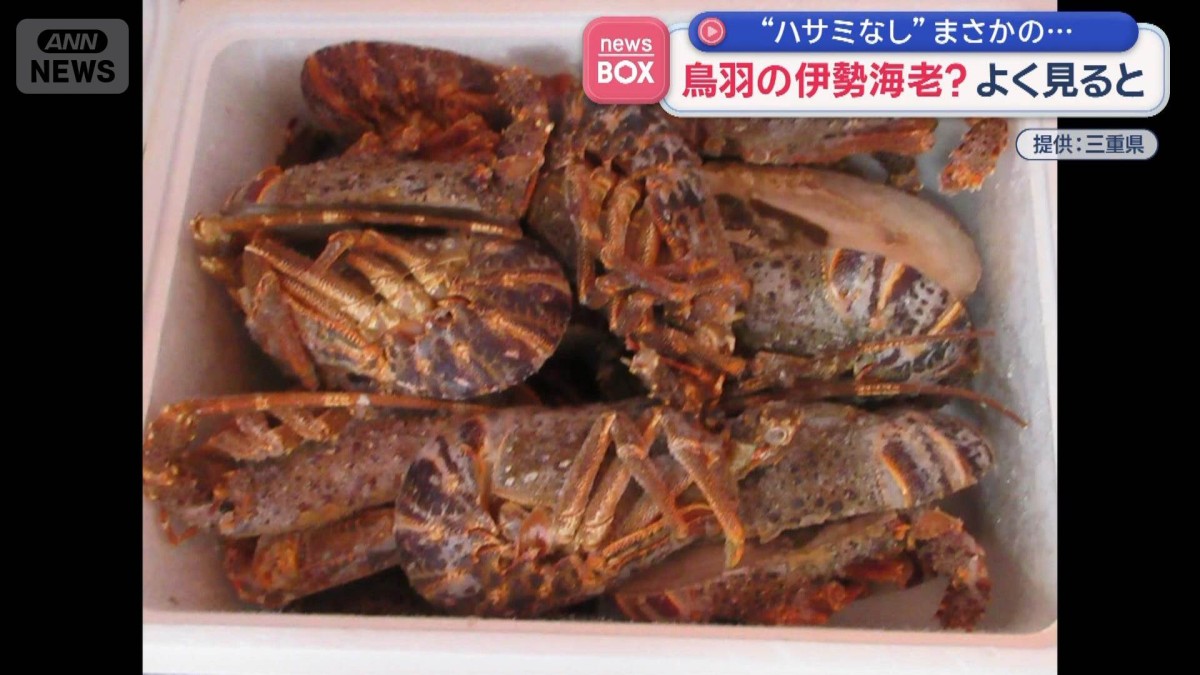 鳥羽の伊勢海老？ “ハサミがない”けど よく見ると…