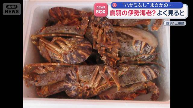 鳥羽の伊勢海老？ “ハサミがない”けど よく見ると…