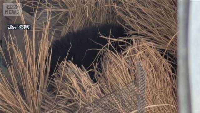 「おっかなくて…」倉庫にクマ 弱った状態で捕獲　福島