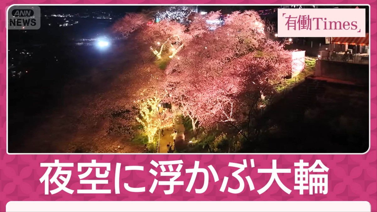 富士”彩る桃色「河津桜」一足早い春の訪れとバレンタイン限定ライトアップ