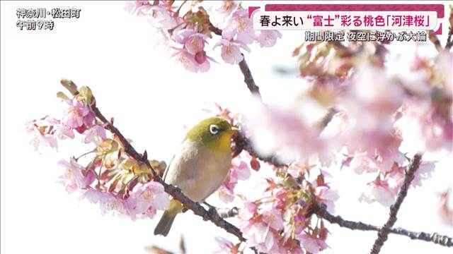 “富士”彩る桃色「河津桜」一足早い春の訪れとバレンタイン限定ライトアップ