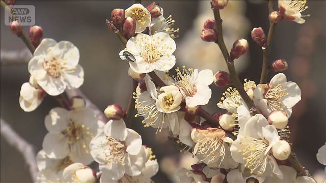 春の訪れを告げる「梅まつり」 水戸・偕楽園で来月22日まで開催