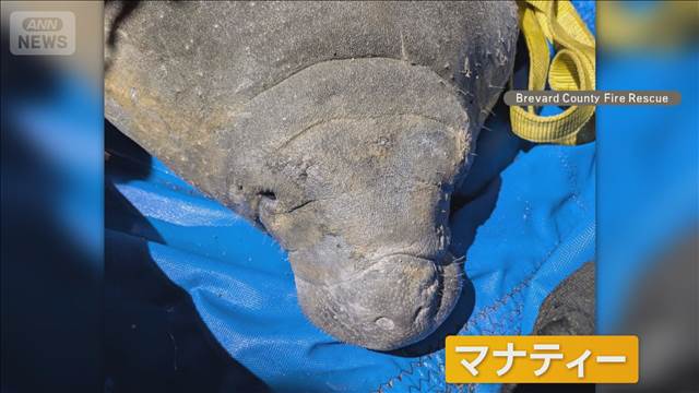 排水管にマナティー　米フロリダ州で4時間の救出作戦　暖かさ求めて迷い込む？