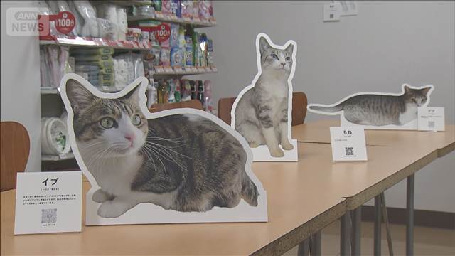 コンビニで保護猫の写真展始まる　「猫の日」に合わせて　保護団体とやりとりも可