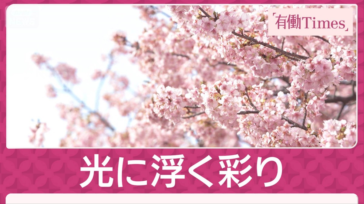 湯けむり包む河津桜 光に浮く彩り 450年の歴史誇る名湯“一日の移ろい”