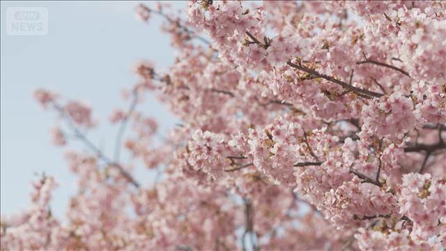 湯けむり包む河津桜 光に浮く彩り 450年の歴史誇る名湯“一日の移ろい”