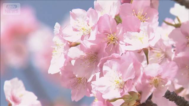 関東地方で2年ぶり春一番 都心23℃の5月並み　「河津桜」も見ごろに