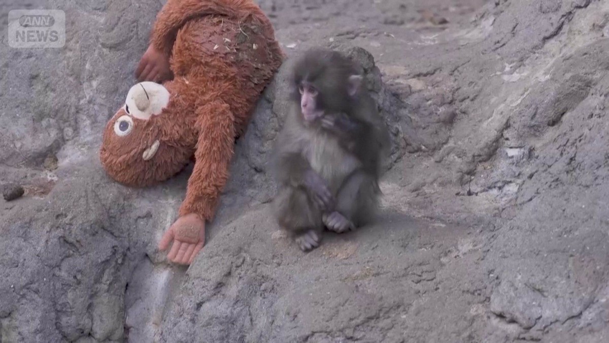 千葉のニホンザル「パンチ」　海外でも話題　シンガポールではぬいぐるみが売り切れに