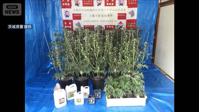 自宅で大麻草100本栽培か　ベトナム国籍の男逮捕