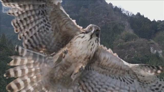 10万円ドローンをタカが撃墜　迫力の瞬間映像　撮影男性「壊れたのは悲しいけど…」