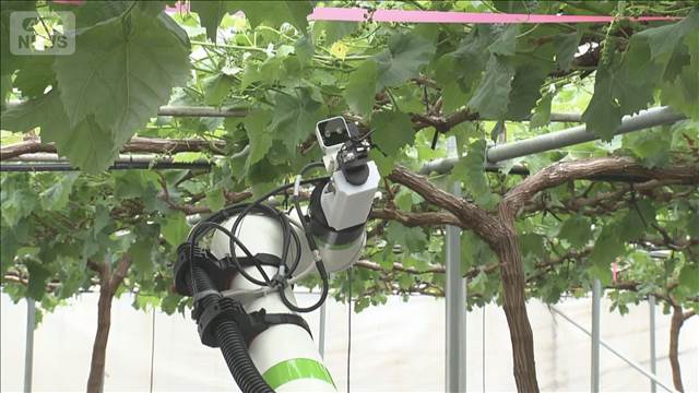 ぶどう栽培の自動化を目指して AIロボットが熟練の技を再現【SDGs】