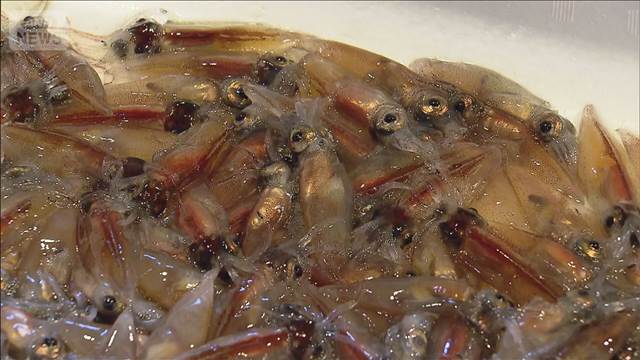 春の風物詩 ホタルイカ漁が解禁　富山