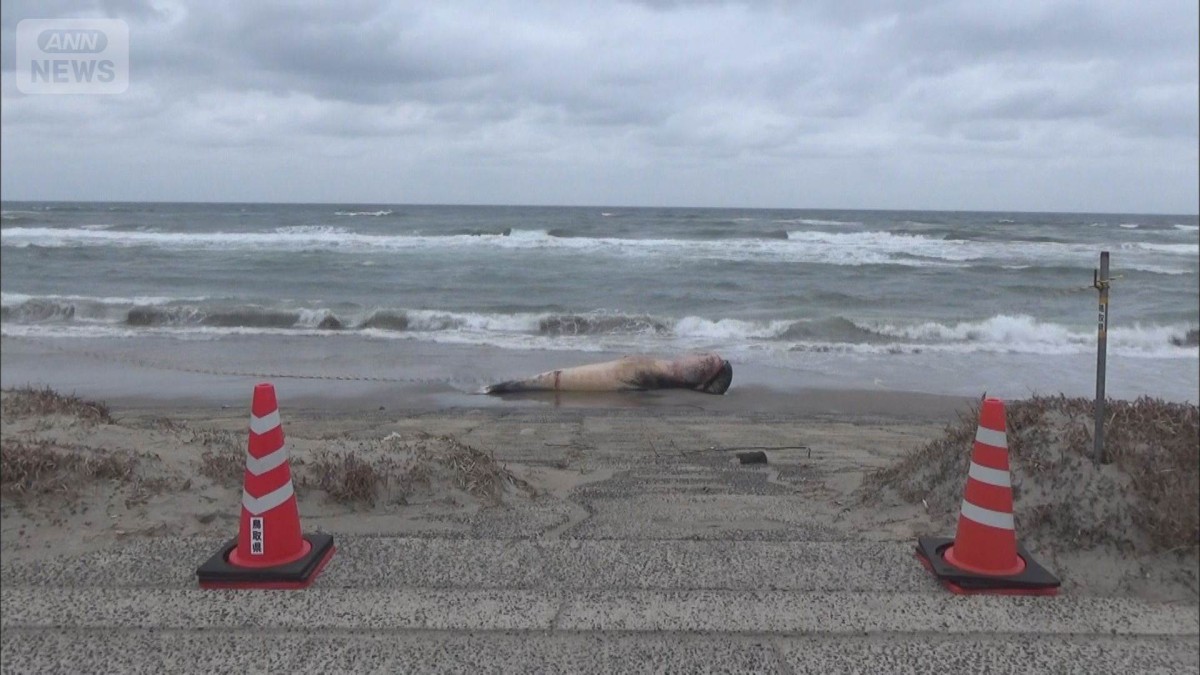 鳥取県の海岸に体長7mのクジラが漂着　県の博物館の職員が調査へ