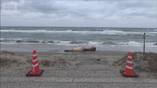 鳥取県の海岸に体長7mのクジラが漂着　県の博物館の職員が調査へ