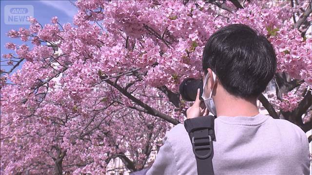 花見予算、大幅減少　節約志向が影響　「ソロ花見」は広がる