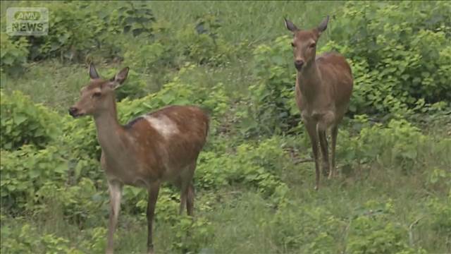 名古屋城での京都の野生シカ受け入れ断念　捕獲の際のけがや移送後のストレスなど考慮