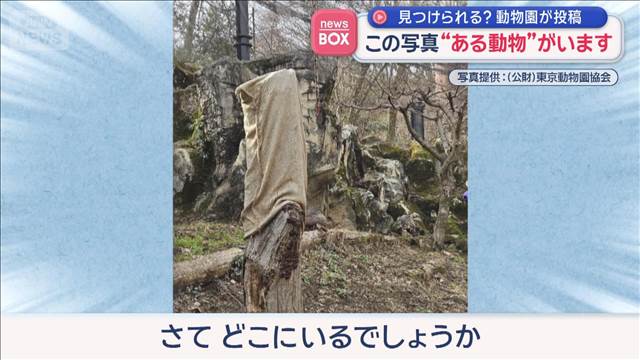 見つけられる？動物園が投稿　この写真の中に“ある動物”がいます