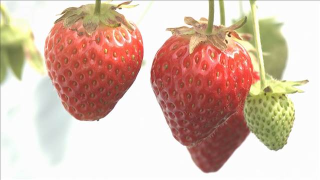 日本のイチゴ輸出拡大　アジアで人気　宮城県産は6つの国と地域に約13万4000パック