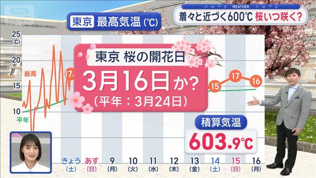 【関東の天気】桜の開花日を予想　600℃の法則　今年は暖かい　2月以降が高温傾向