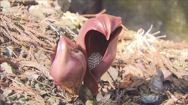奥ゆかしく…春の訪れを告げる「ザゼンソウ」見ごろに　山梨・甲州市