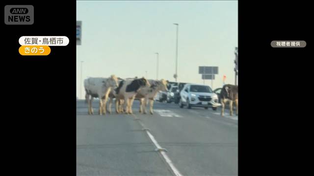 牛舎から逃げ出したウシが県道ふさぎ渋滞　警察出動　佐賀・鳥栖市