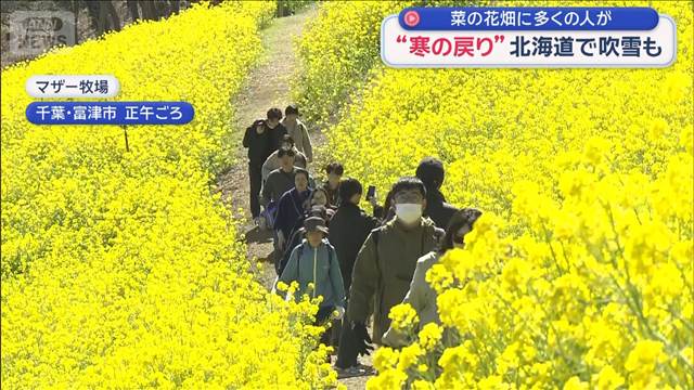 “寒の戻り”北海道で吹雪も　菜の花畑に多くの人が