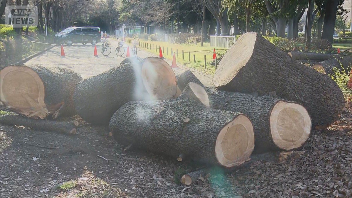 東京・世田谷区の砧公園で2日連続倒木 駐車場の車2台に枝が当たる