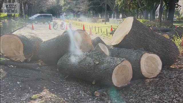 東京・世田谷区の砧公園で2日連続倒木　駐車場の車2台に枝が当たる