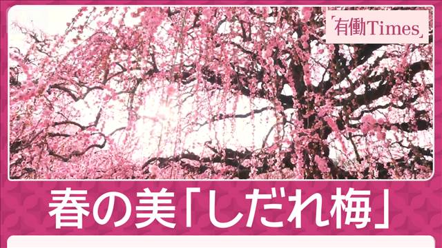 限定公開「しだれ梅」歴代の匠が仕立てた“百年の古木”三重「鈴鹿の森庭園」