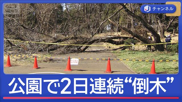 “花見の名所”2日連続の倒木…なぜ？女性が桜の下敷きに
